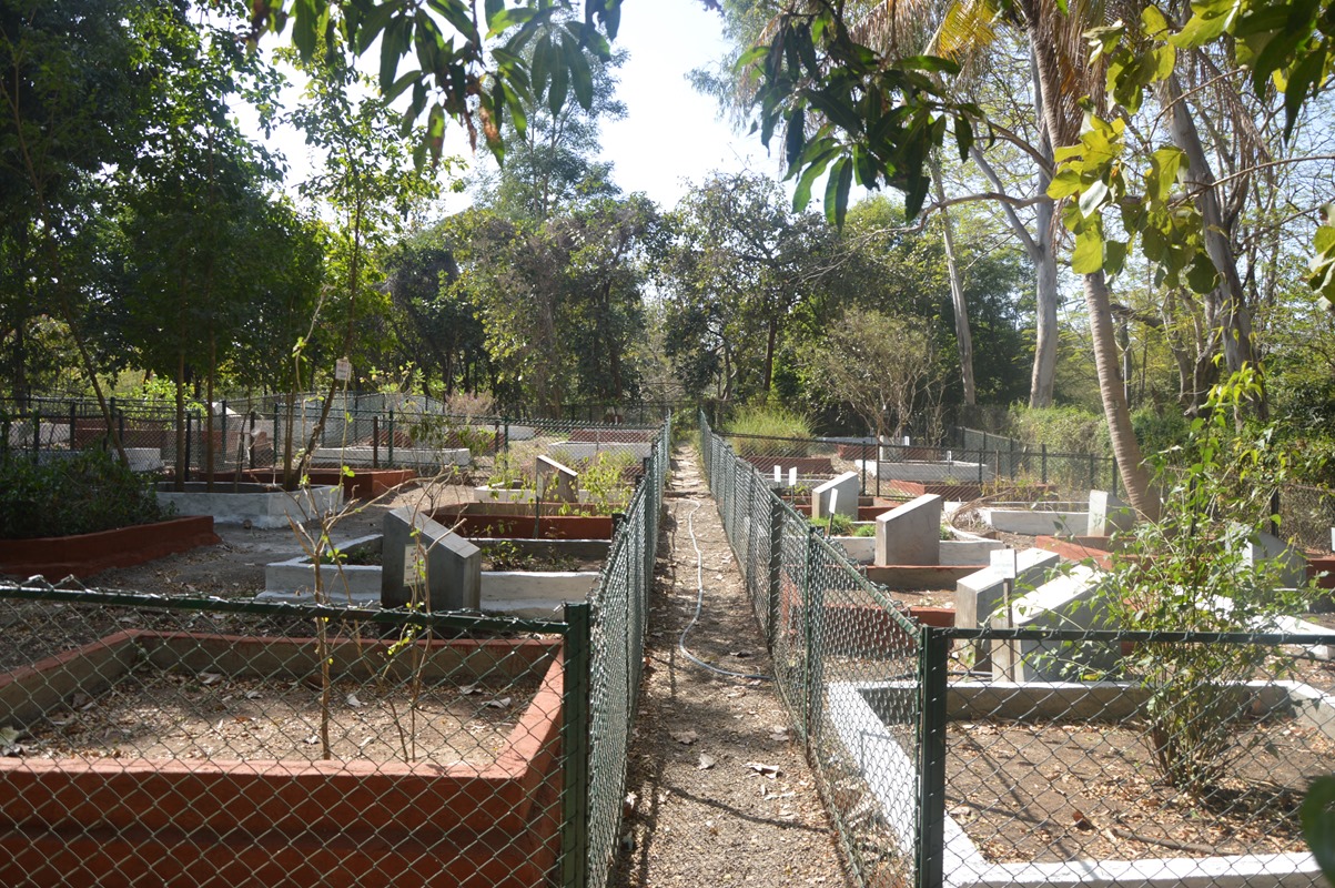 Medicinal Plot